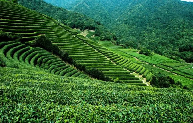 西湖龙井茶基地（狮峰山）