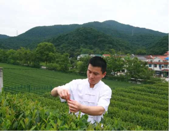 西湖龙井茶基地（梅家坞）