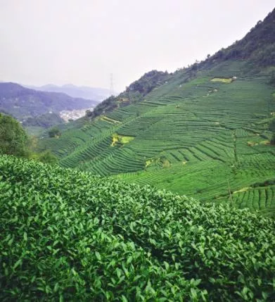 西湖龙井茶基地（龙门岭）